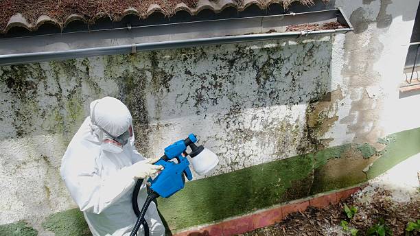 Top rated local Crawl Space Mold Removal specialists in Milton, WA